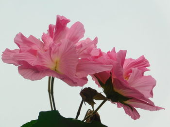 Close-up of pink flower against white background