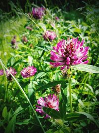 Close-up of pink flowering plant on field