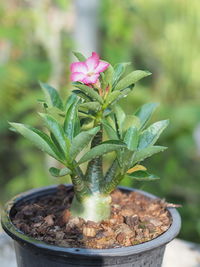 Close-up of potted plant