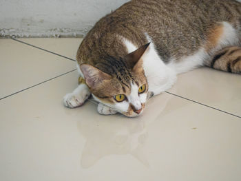 High angle view of cat resting on floor