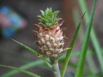 Close-up of plant