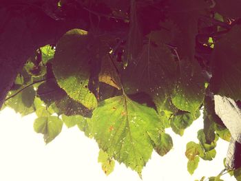 Plants growing on tree