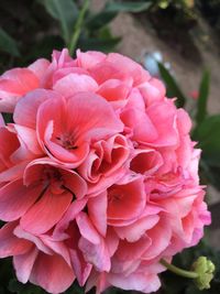 Close-up of pink flowers