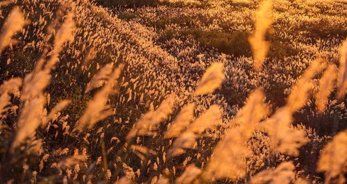 Plants growing on field at sunset