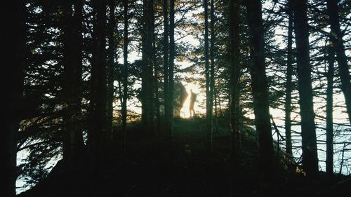 Sun shining through trees in forest