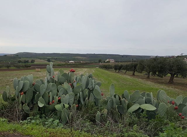 field, agriculture, rural scene, landscape, sky, farm, abundance, nature, tranquil scene, tranquility, large group of objects, grass, in a row, beauty in nature, day, outdoors, harvesting, growth, scenics, vineyard