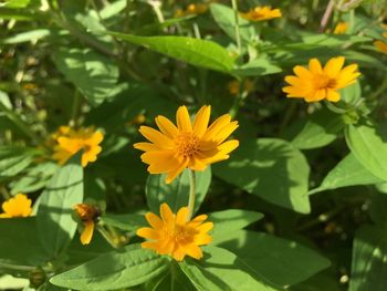 Close-up of yellow flowering plants