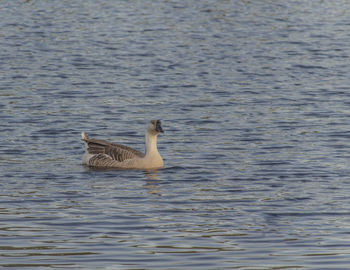 Duck swimming in lake
