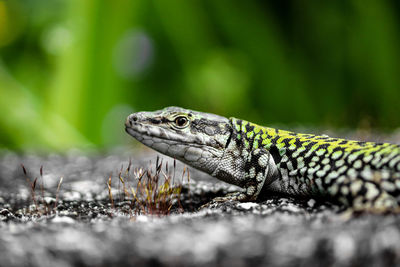 Close-up of a lizard