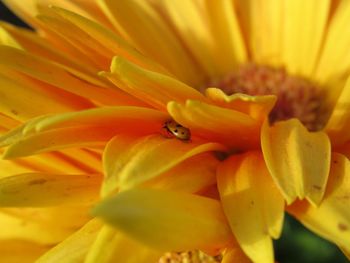 Close-up of insect on yellow flower