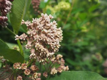 Close-up of flowering plant