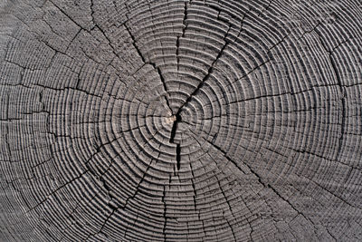 Full frame shot of tree stump