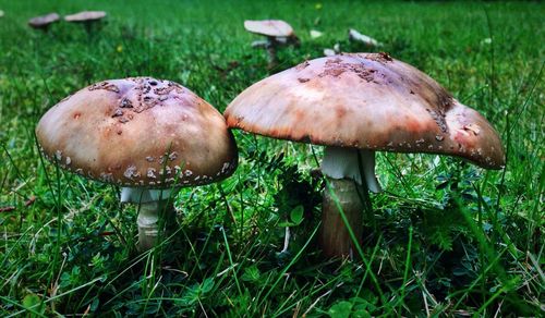 Mushrooms growing on grassy field