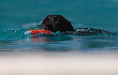 Black labrador with toy in swimming pool