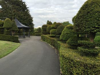 Trees on landscape