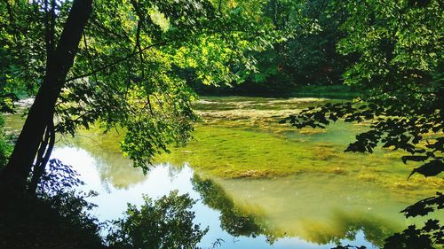 Scenic view of lake amidst trees in forest