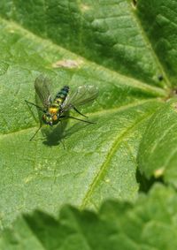 Close-up of insect on leaf