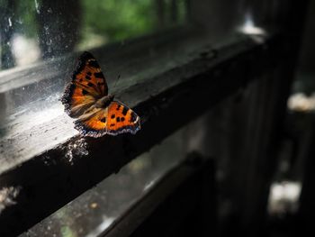 Close-up of butterfly on flower