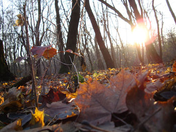 Sun shining through trees on sunny day