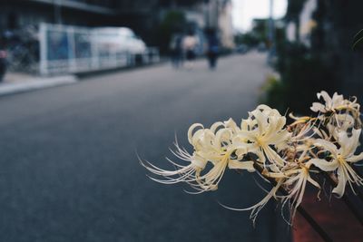 flowering plant