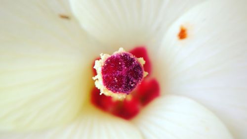 Close-up of strawberries