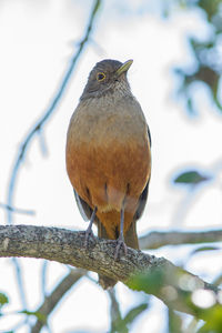 Close-up of bird perching on branch