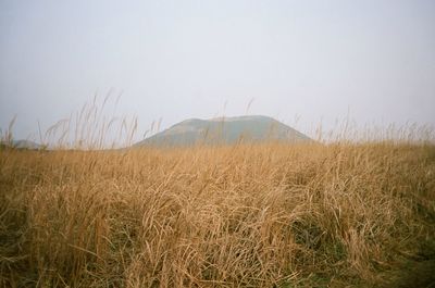 Scenic view of grassy field against sky