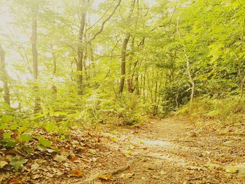 Trees in forest