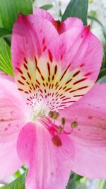 Close-up of pink flower