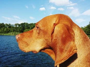 Close-up of dog against sky