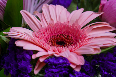 Close-up of pink flower