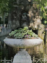 Close-up of potted plant