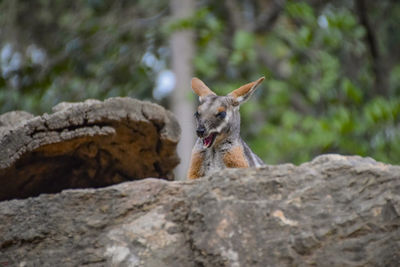 View of a lizard on rock