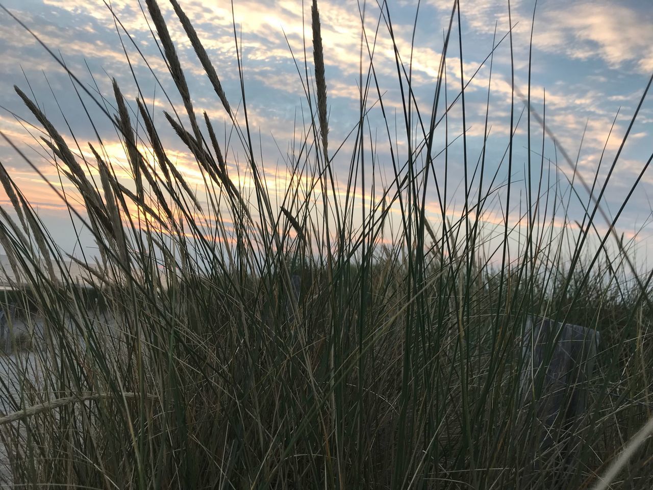 CLOSE-UP OF STALKS IN FIELD AGAINST SKY