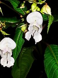 Close-up of white flowers