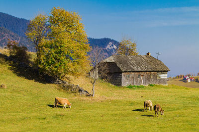 Horses on field