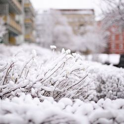 Snow covered bare trees