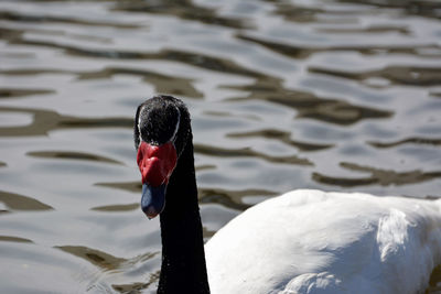 Close-up of swan swimming in lake