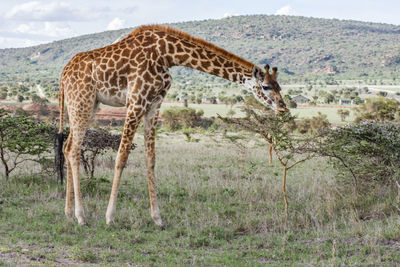 Giraffe standing on a land