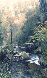 Stream flowing through forest