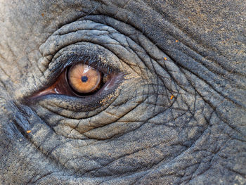 Close-up of elephant eye