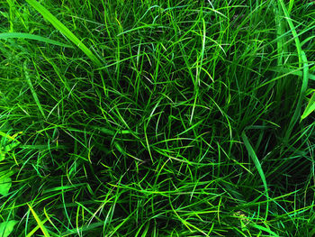 Full frame shot of grass on field