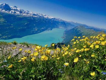 Yellow flowering plants on field against mountains