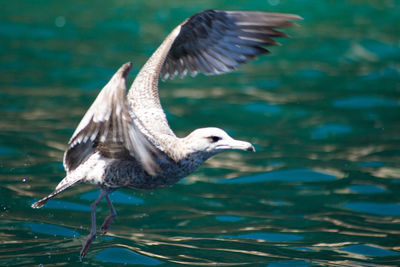 Close-up of gray heron flying in water