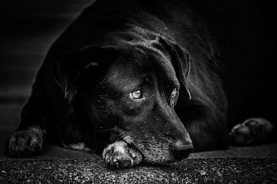 Close-up of a dog looking away