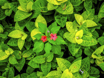 High angle view of flowering plants and leaves on plant