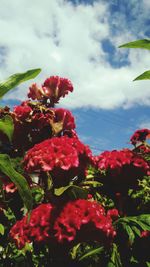 Close-up of red flowering plant against cloudy sky