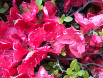 Close-up of water drops on red flowers