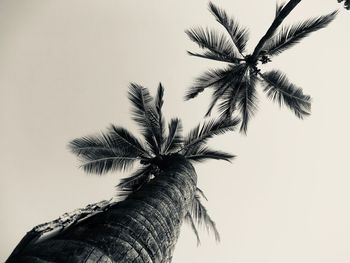 Low angle view of palm tree against clear sky