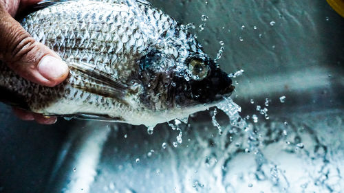 Close-up of hand holding fish in sea